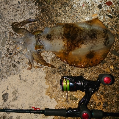 コロナ解除アオリイカ