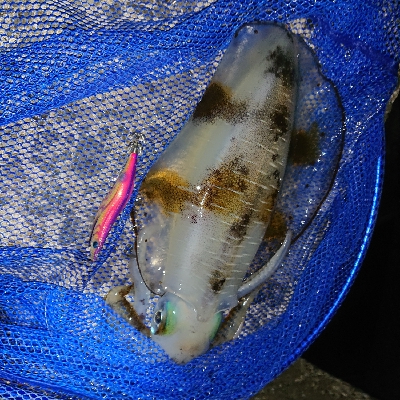 月明かりがきれいな夜でした