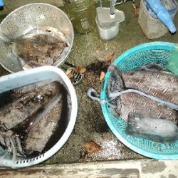 仕事帰りエギング調査