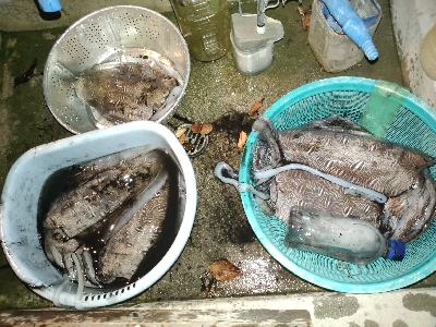 仕事帰りエギング調査