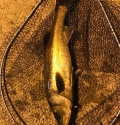 本日活性高し！