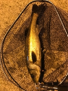 本日活性高し！