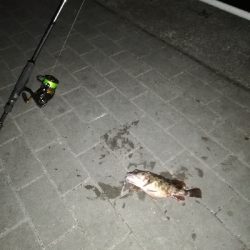 コスモ　ガシリング