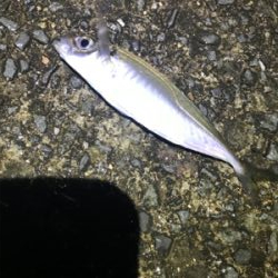 フロートアジング