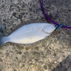 ヒラメが連発