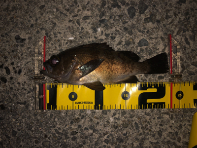 メバリング春爆！