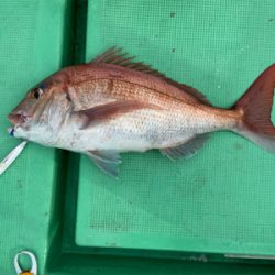 ジギング&LJで高級魚五目達成！