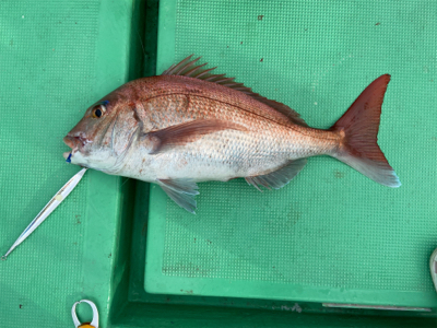 ジギング&LJで高級魚五目達成！
