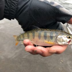 ミノーイングの練習