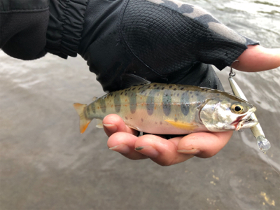 ミノーイングの練習