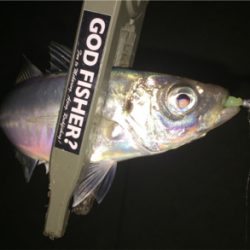 深夜 １人アジング