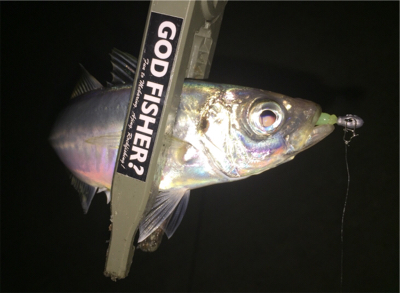 深夜 １人アジング