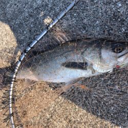 岸壁シーバス釣行