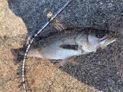 岸壁シーバス釣行