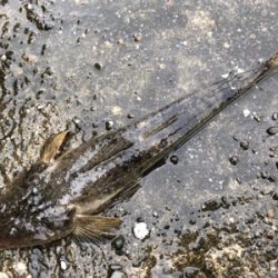 雨のチニング 新調リールにて