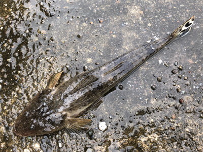 雨のチニング 新調リールにて