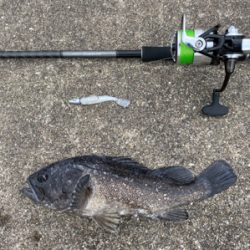 ヒラメ狙いでしたが