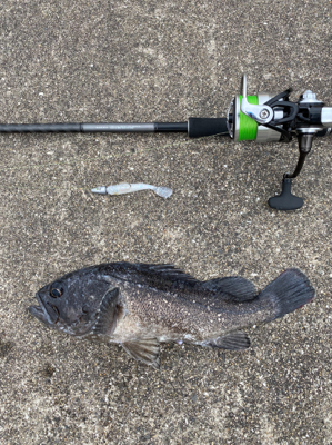 ヒラメ狙いでしたが