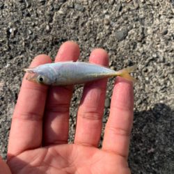 サビキでいろいろ