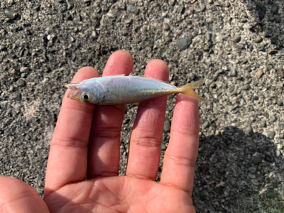 サビキでいろいろ