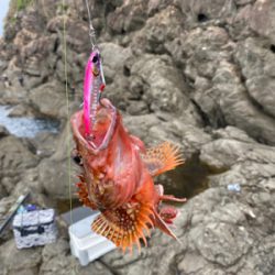 磯ガッシーはでかかった