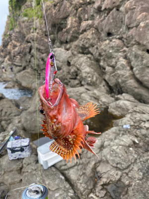 磯ガッシーはでかかった