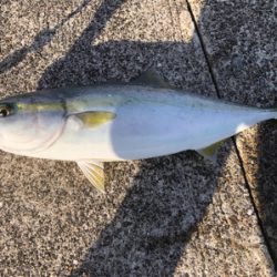 諦めかけた瞬間ハマチ