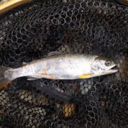 アマゴandウグイ