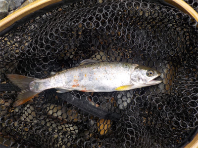 アマゴandウグイ