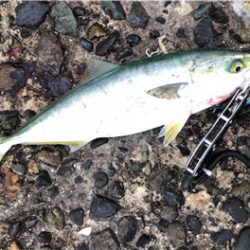 回遊に巡り合えれば。