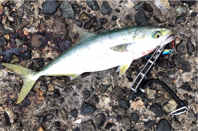 回遊に巡り合えれば。