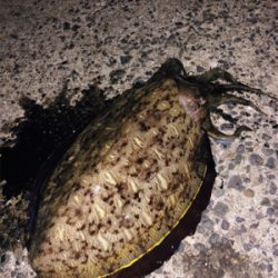 期待を込めて出撃