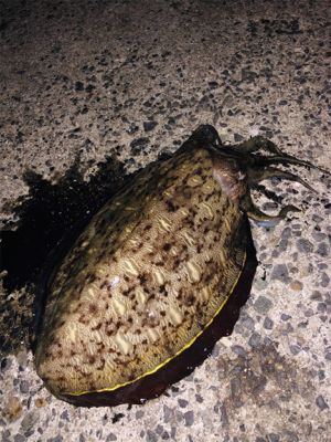 期待を込めて出撃