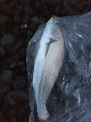 ニベが釣れました。