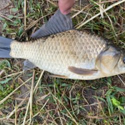 野池　ギンブナ？　鯉だったらごめんなさい