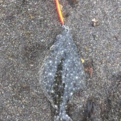 サーフ ジギング