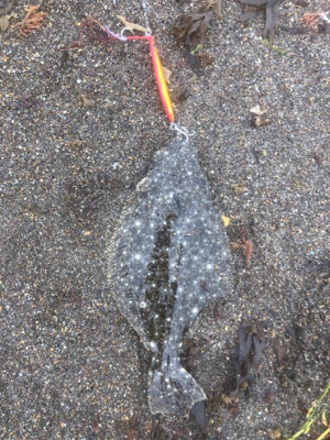 サーフ ジギング