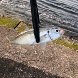 アジ釣り