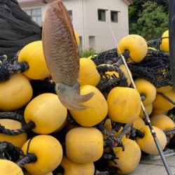 アオリイカを求めて。