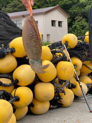 アオリイカを求めて。