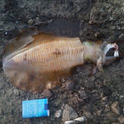 春イカ　アオリイカ