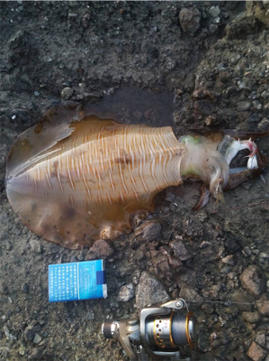 春イカ　アオリイカ