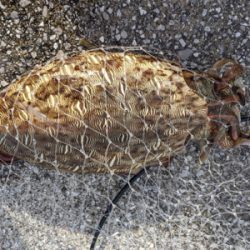 完璧条件下でのエギング