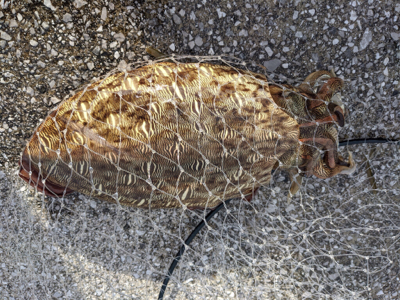 完璧条件下でのエギング