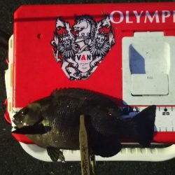 アジング 練習 143