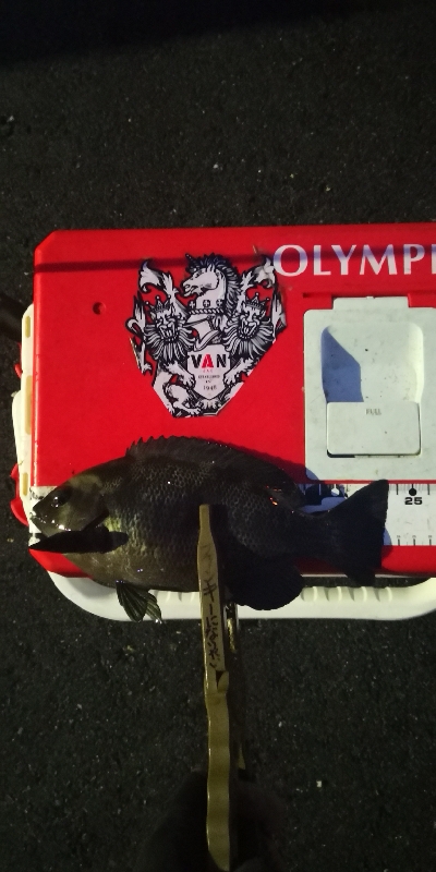 アジング 練習 143