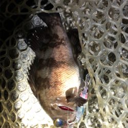 プラグでも、ワームでも!