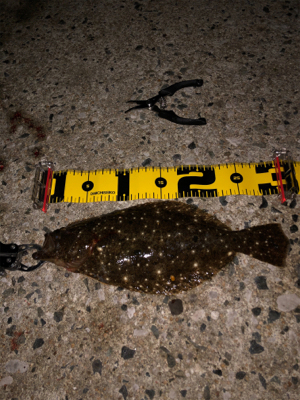 ルアーでシーバス