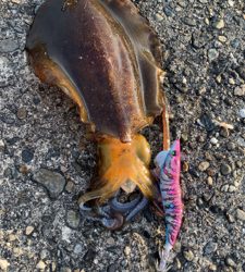 春イカエギング