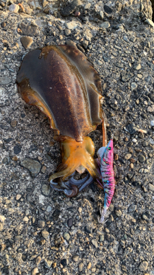 春イカエギング